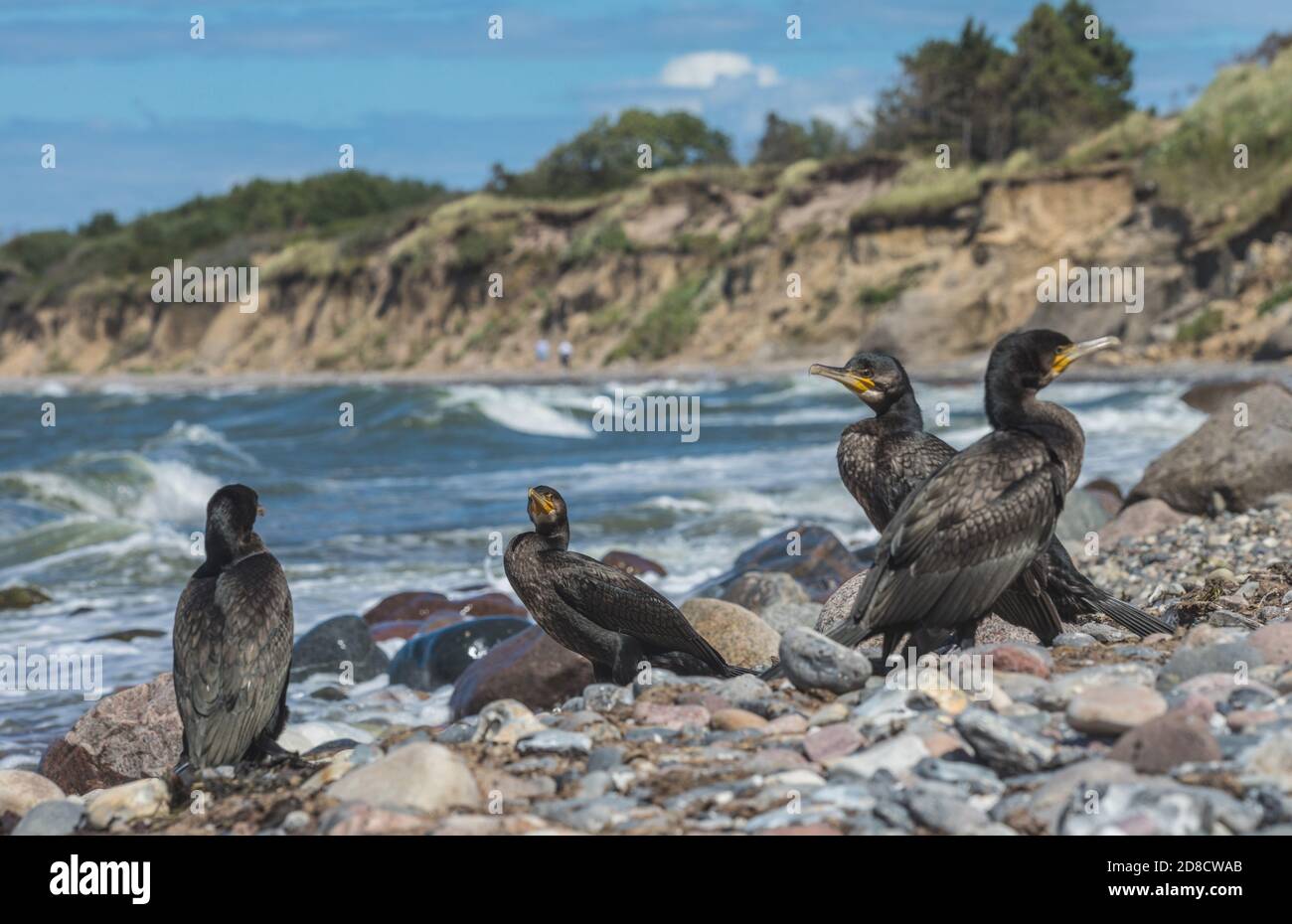 Grande cormorano (Phalacrocorax carbo), truppa all'oceano Baltico, Germania, Meclemburgo-Pomerania occidentale, Ruegen Foto Stock