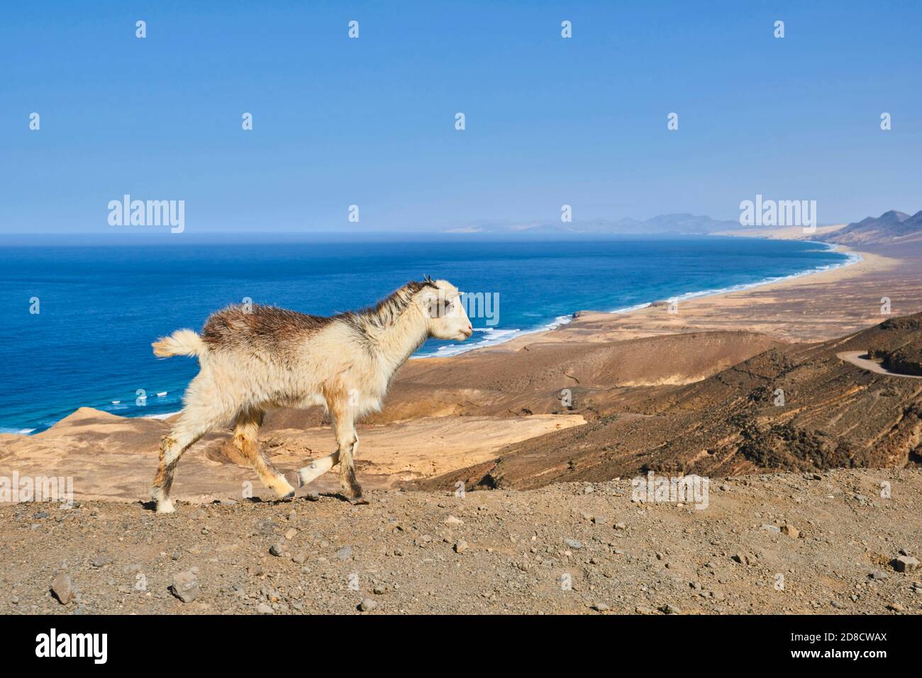 Capra domestica (Capra hircus, Capra aegagrus F. hircus), camminando attraverso il paesaggio montuoso del deserto a Playa de Cofete, Isole Canarie, Foto Stock