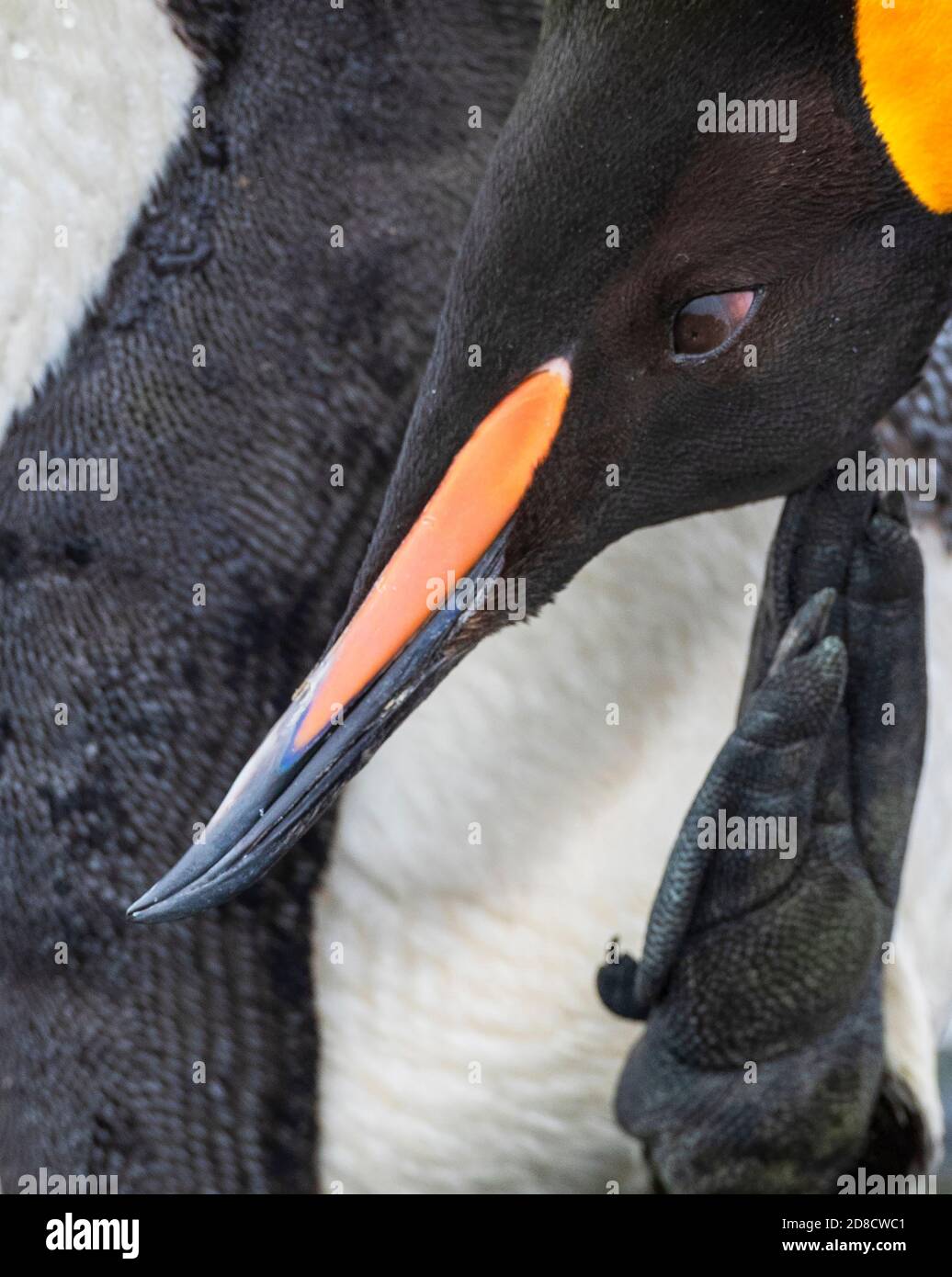 Re pinguino (Atenodytes halli, Atenodytes patagonicus halli), closeup estremo di un adulto che graffia la testa sulla spiaggia, uccello sta avendo un Foto Stock