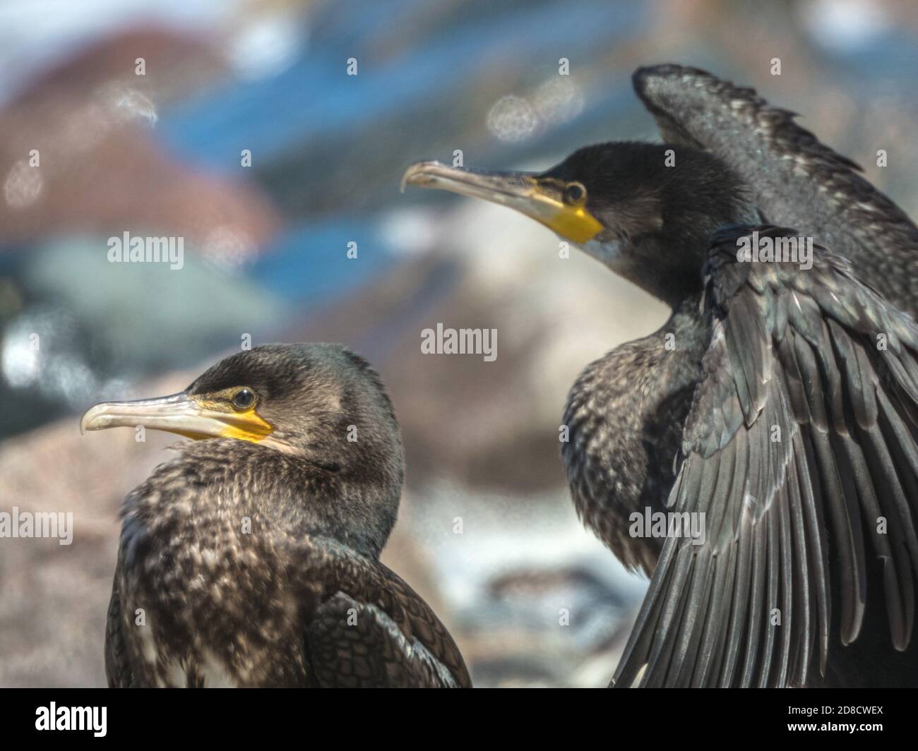 Grande cormorano (Phalacrocorax carbo), due grandi cormorani, vista laterale, dettaglio, Germania, Meclemburgo-Pomerania occidentale, Ruegen, NSG Nordwestufer Foto Stock