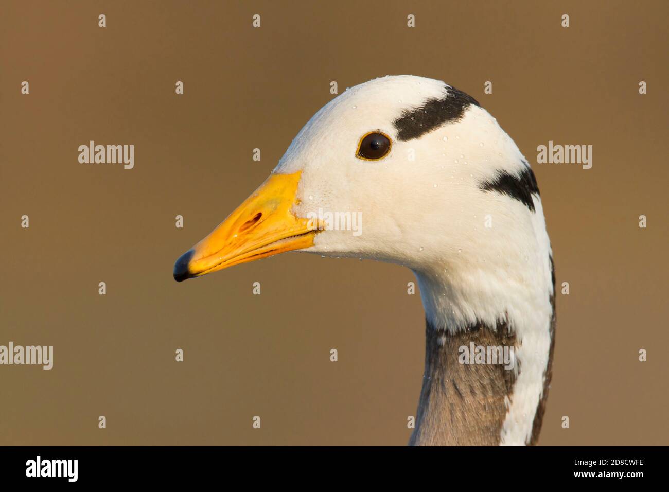 Oca con testa a barra (Anser indicus), ritratto, vista laterale, Paesi Bassi Foto Stock
