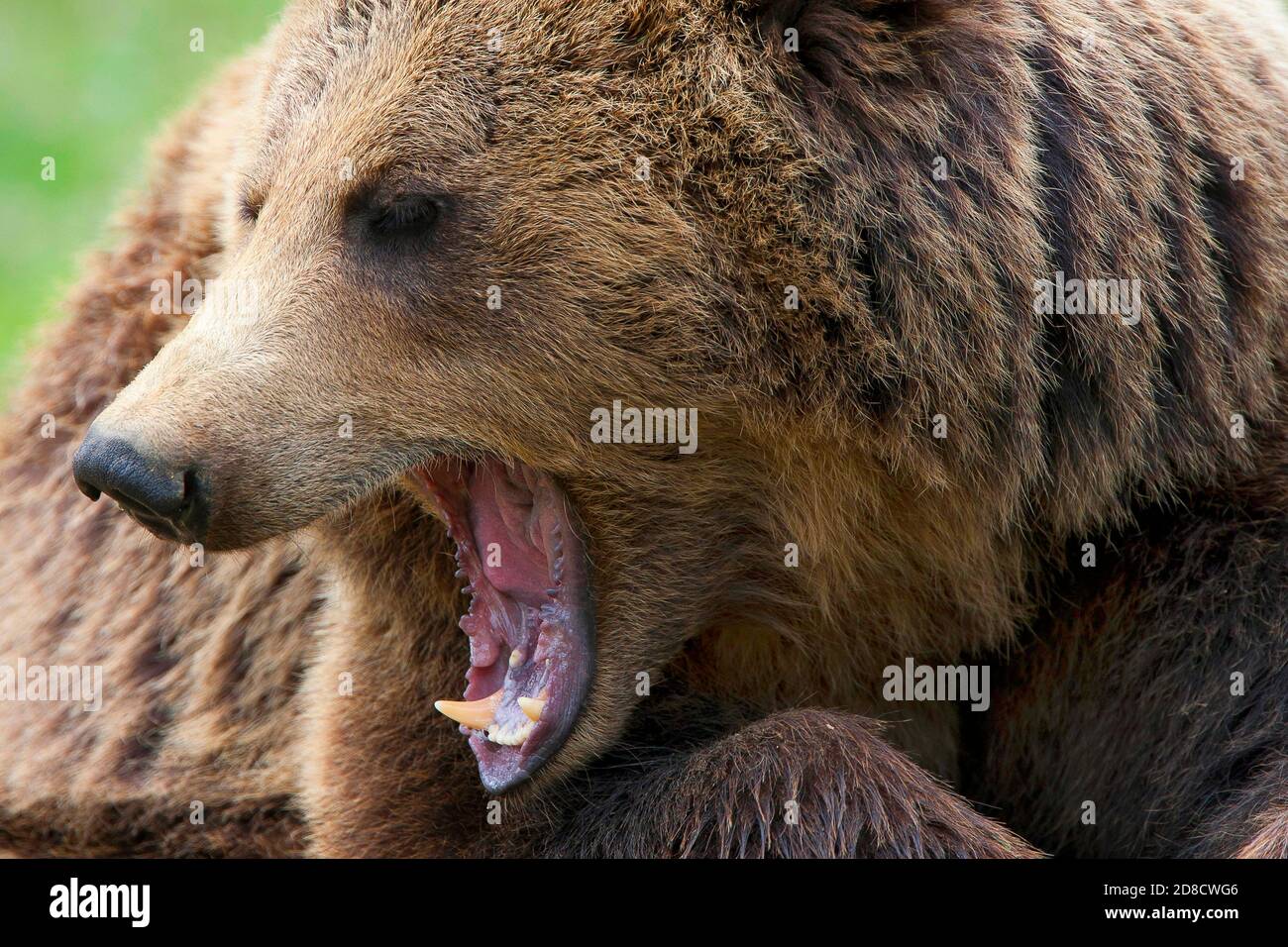 Orso bruno (Ursus arctos), ritratto a bocca aperta, Finlandia Foto Stock
