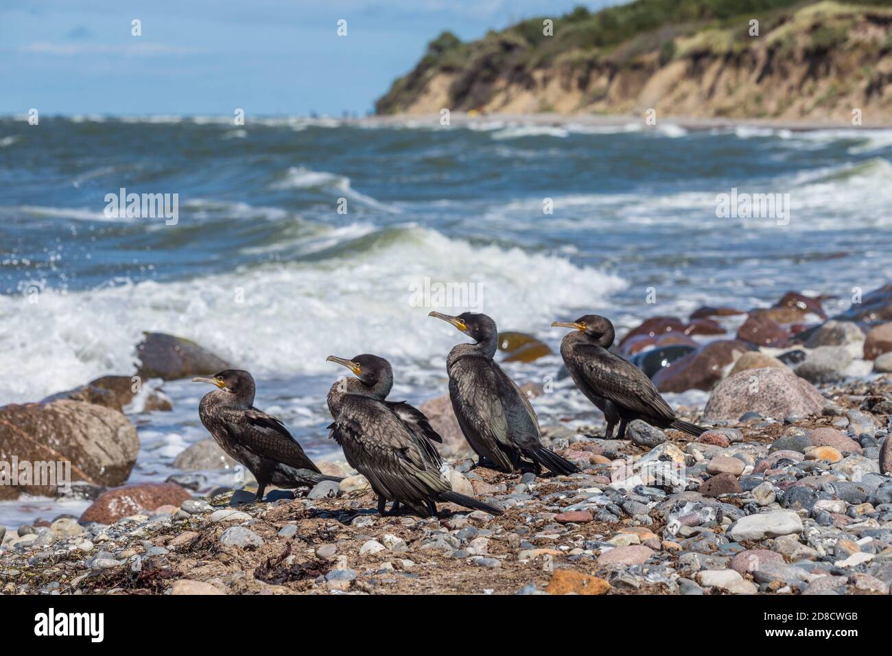 Grande cormorano (Phalacrocorax carbo), truppa all'oceano Baltico, Germania, Meclemburgo-Pomerania occidentale, Ruegen Foto Stock