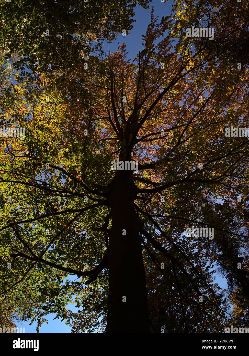 Bella vista verticale dal basso del tronco e della corona di un enorme faggio con foglie di colore verde, arancione e giallo in foresta a Kaiserstuhl. Foto Stock