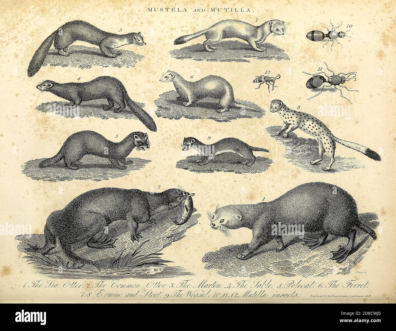 Mustela (donnole) e Mutilla (vespe parassitoidi) incisione Copperplate dall'Enciclopedia Londinensis OR, dizionario universale di arti, scienze e letteratura; Volume XVI; a cura di Wilkes, John. Pubblicato a Londra nel 1819 Foto Stock