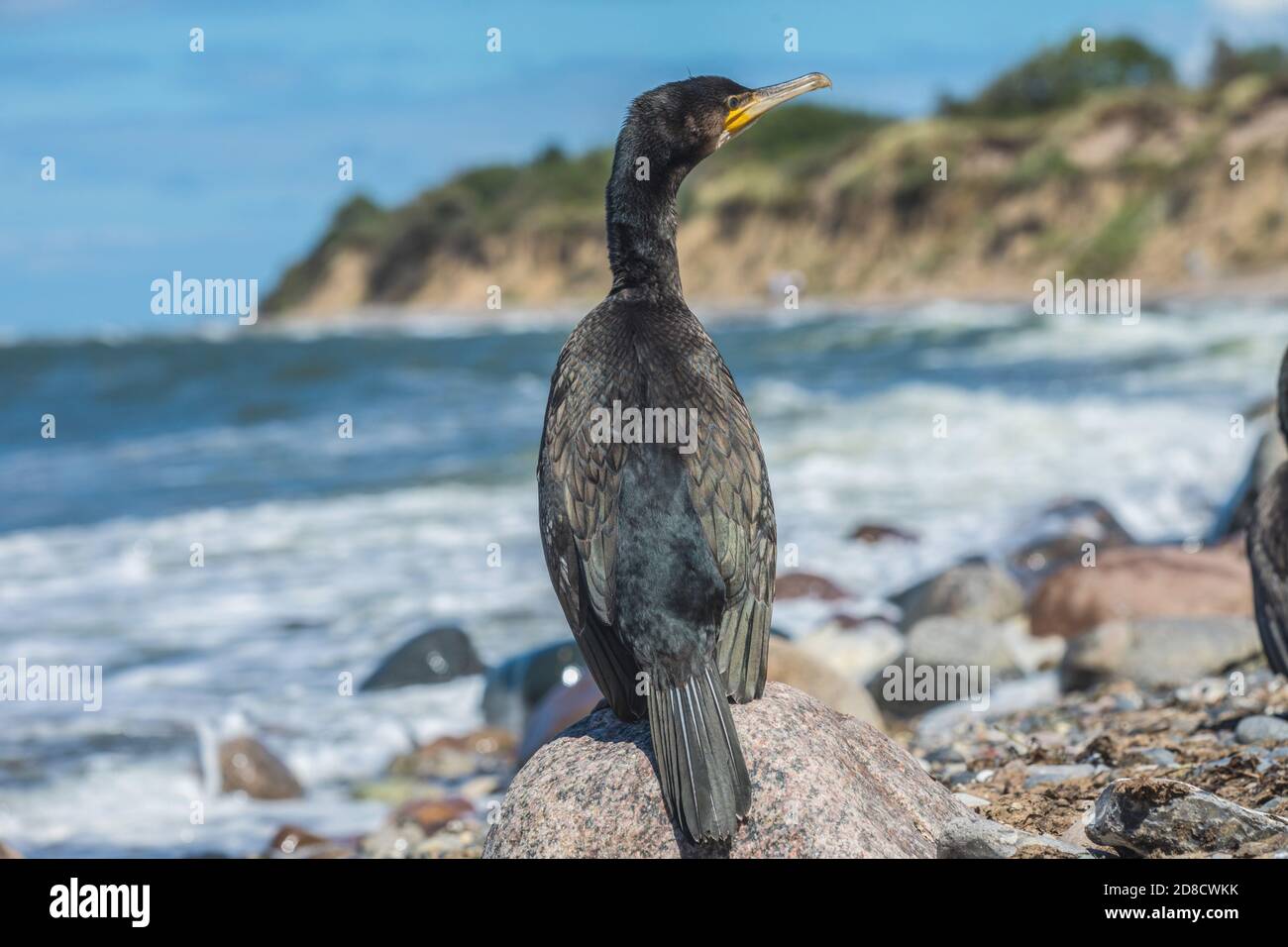 Grande cormorano (Phalacrocorax carbo), che perching su una pietra al Mar Baltico, Germania, Meclemburgo-Pomerania occidentale, Ruegen Foto Stock