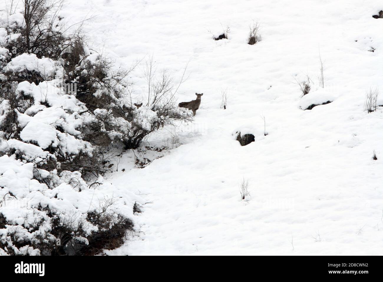 Kashmir Stag, Hangul Deer (Cervus canadensis hanglu, Cervus hanglu), nella neve, India, Kashmir, Dachigam Foto Stock