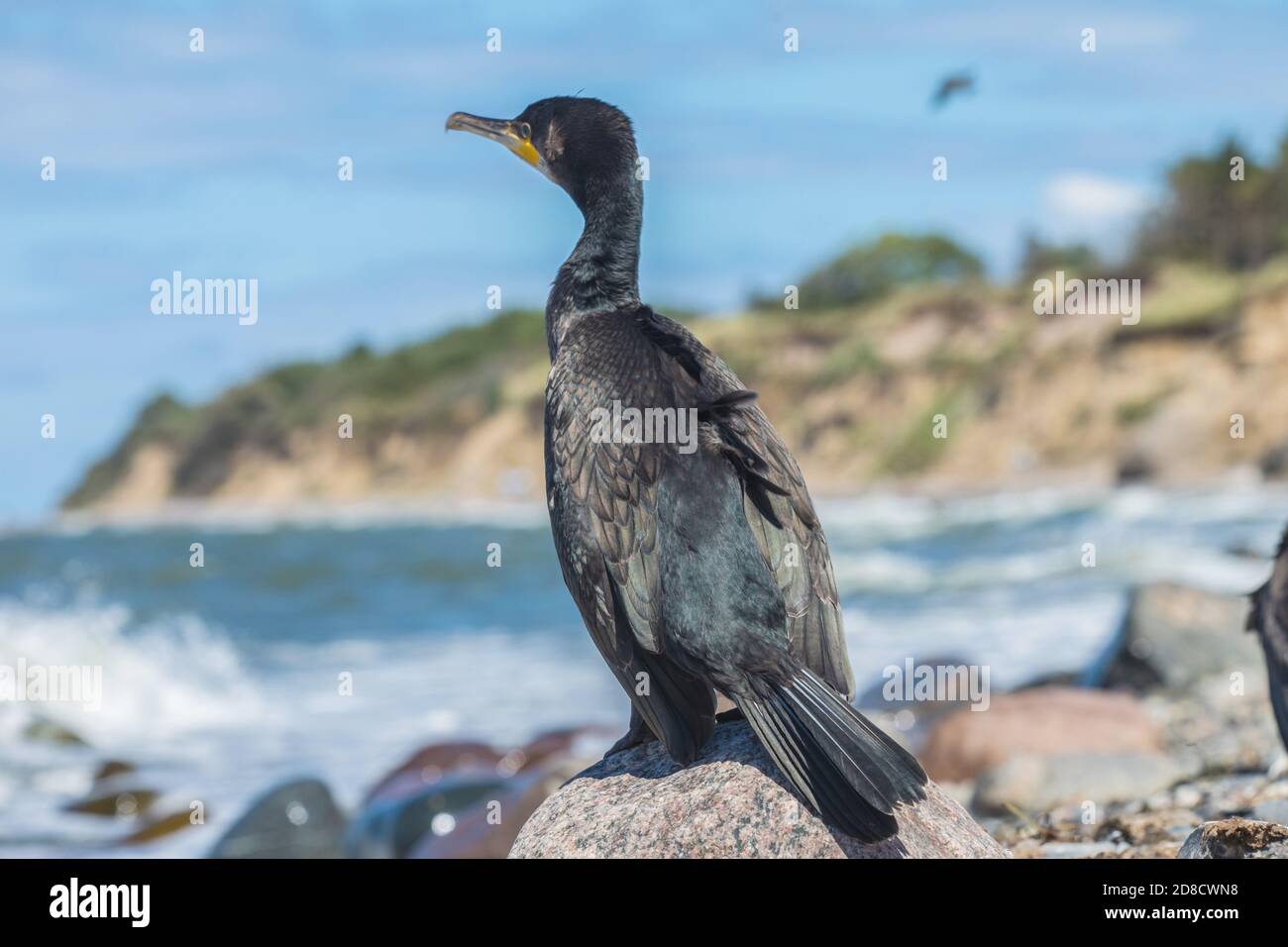 Grande cormorano (Phalacrocorax carbo), che perching su una pietra al Mar Baltico, Germania, Meclemburgo-Pomerania occidentale, Ruegen Foto Stock
