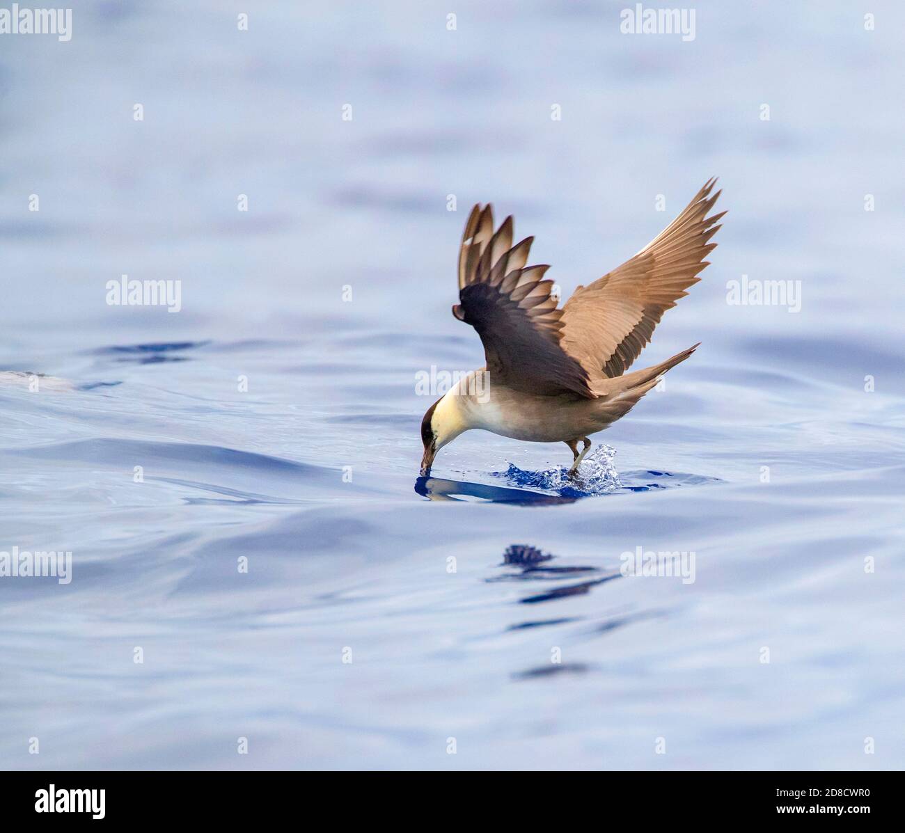 skua a coda lunga (Stercorarius longicaudus), che vola sopra l'oceano Atlantico, raccogliendo cibo dalla superficie, Madeira Foto Stock