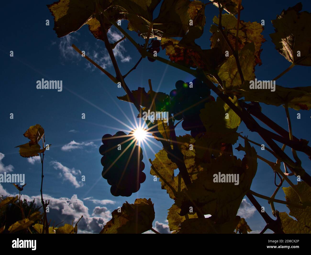 Il sole del pomeriggio luminoso con la stella di apertura stupefacente (e le stelle di lente) che splende attraverso il vigneto a Kaiserstuhl, Germania. Foto Stock