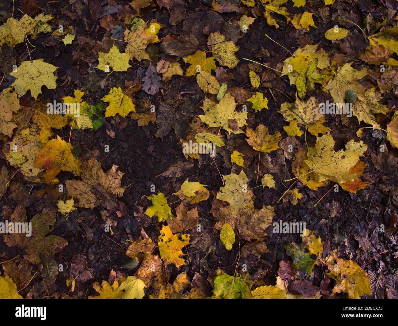Fogliame misto di alberi diversi (ad es. Acero, faggio) con foglie gialle appassite e scolorite su terreno forestale in autunno. Foto Stock