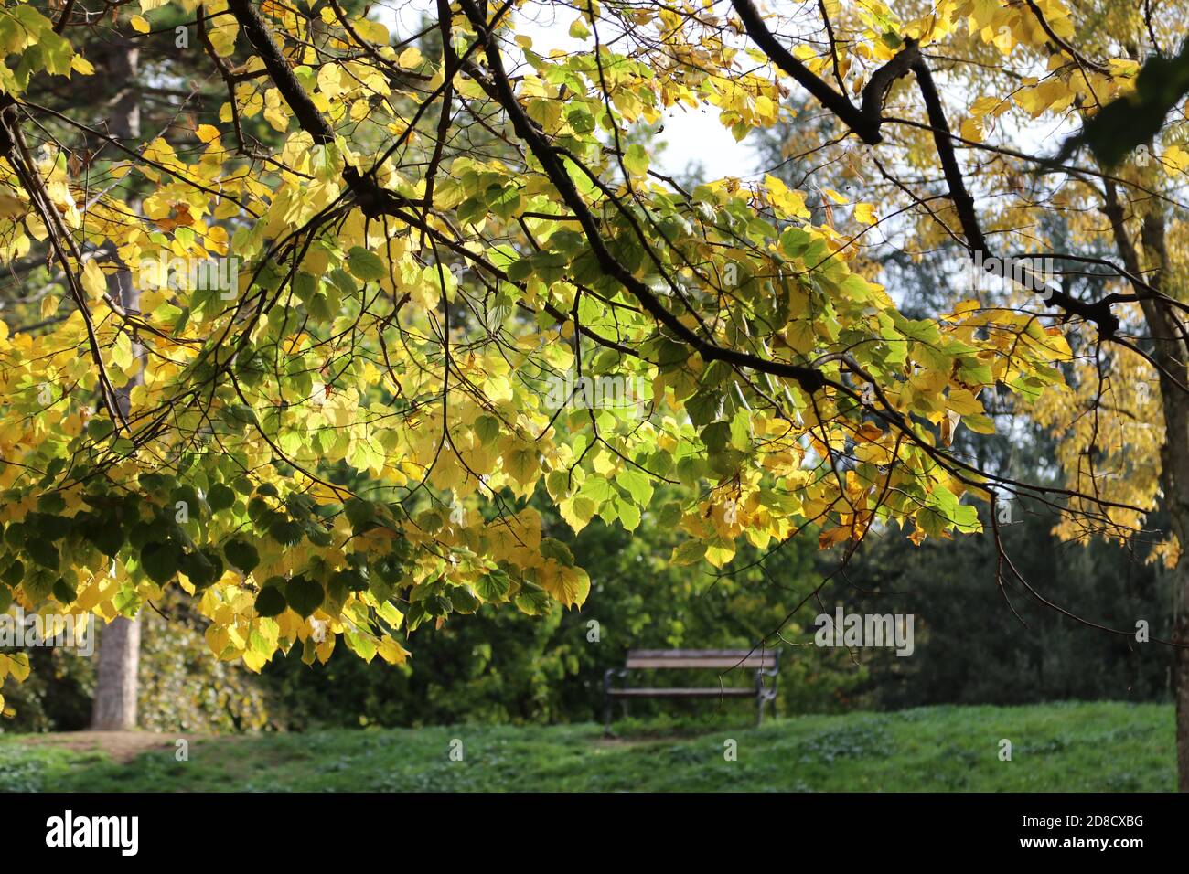Paesaggio autunnale nel Parco Foto Stock