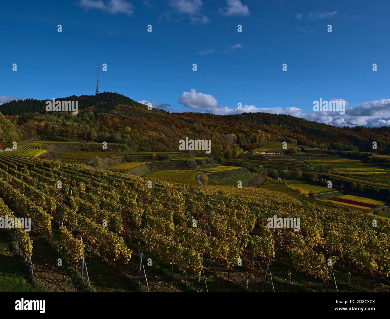 Splendida vista panoramica sui vigneti terrazzati con foglie gialle scolorite e la collina Totenkopf, la vetta della bassa catena montuosa Kaiserstuhl, Germania. Foto Stock