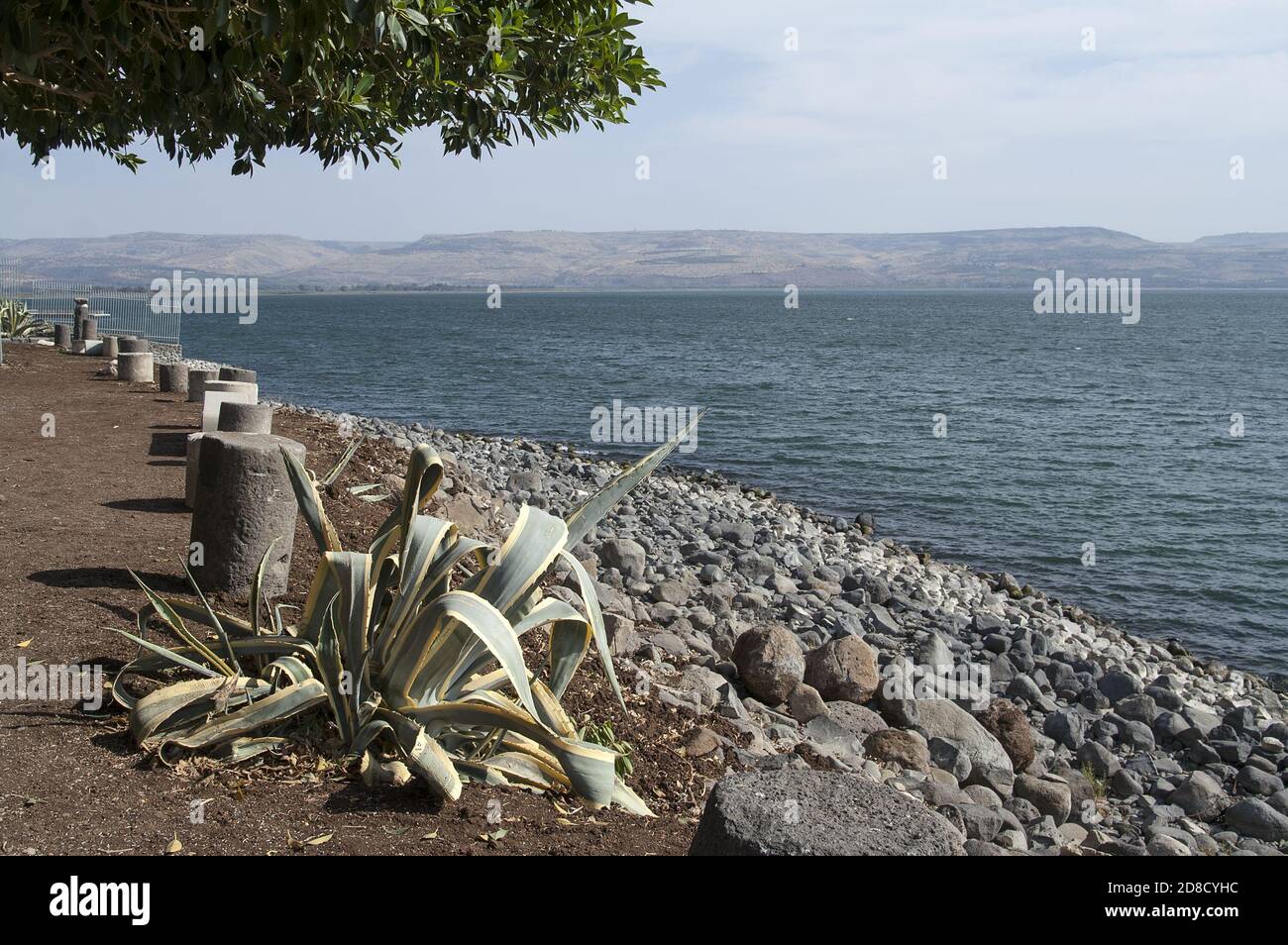 Jezioro Galilejskie, הכנרת, vedere Genezareth, بحيرة طبريا, Israele, Izrael, ישראל; Agave sulle rive del mare di Galilea. Foto Stock