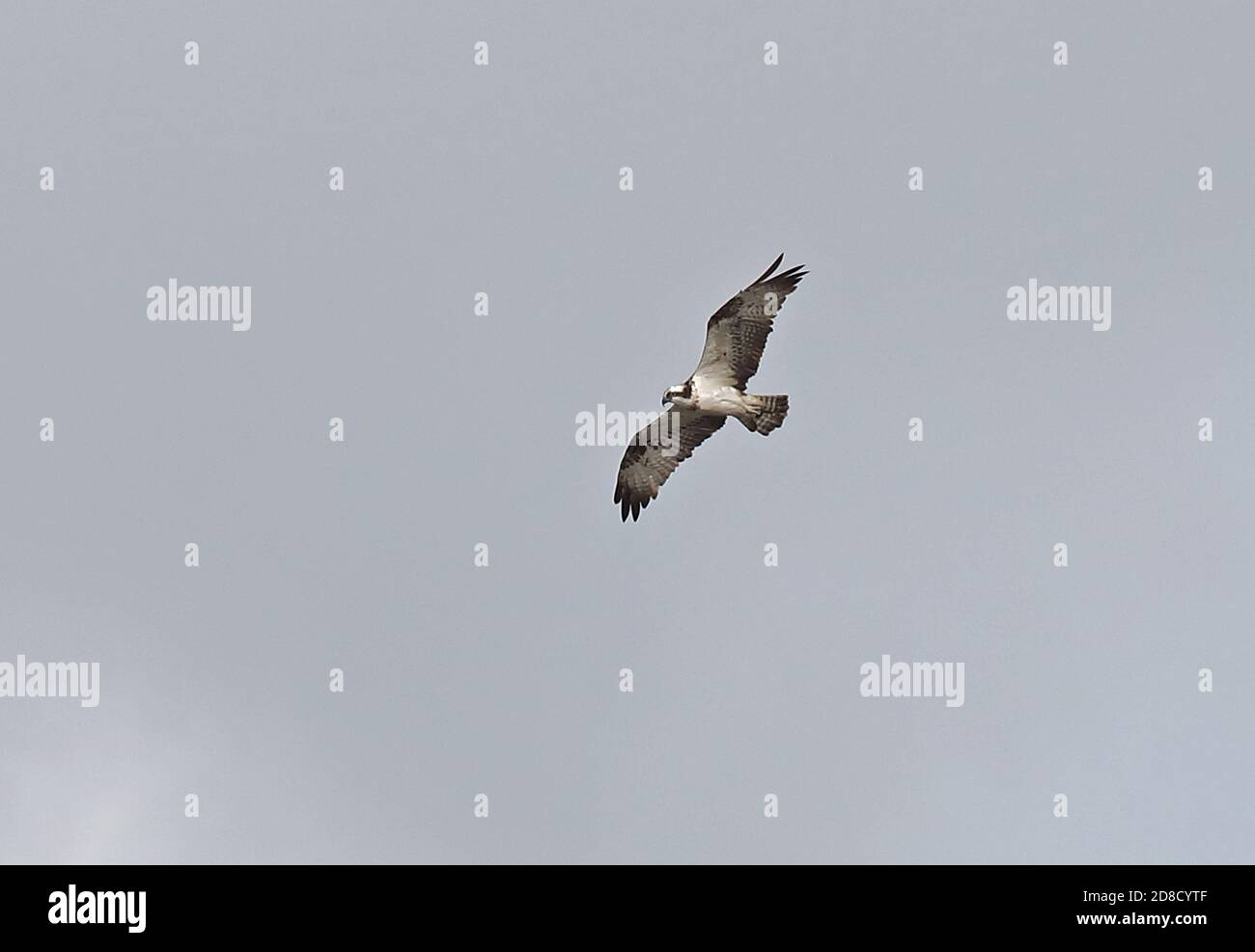 Osprey (Pandion haliaetus haliaetus) adulto in volo Mallorca, Isole Baleari, Spagna Ottobre Foto Stock