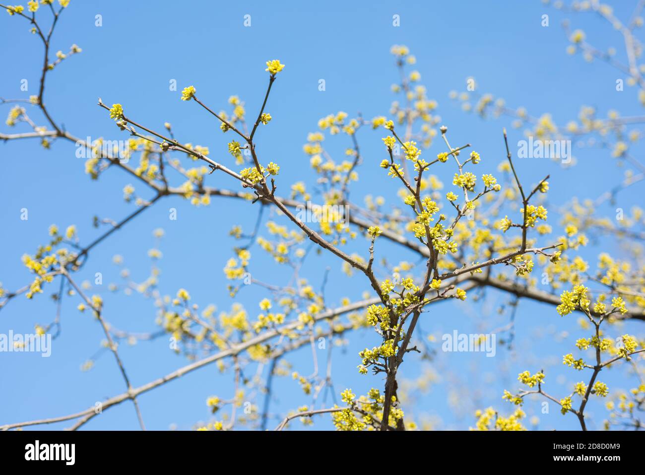 Albero Dogwood fiori gialli in primavera. Cornus mas Foto Stock