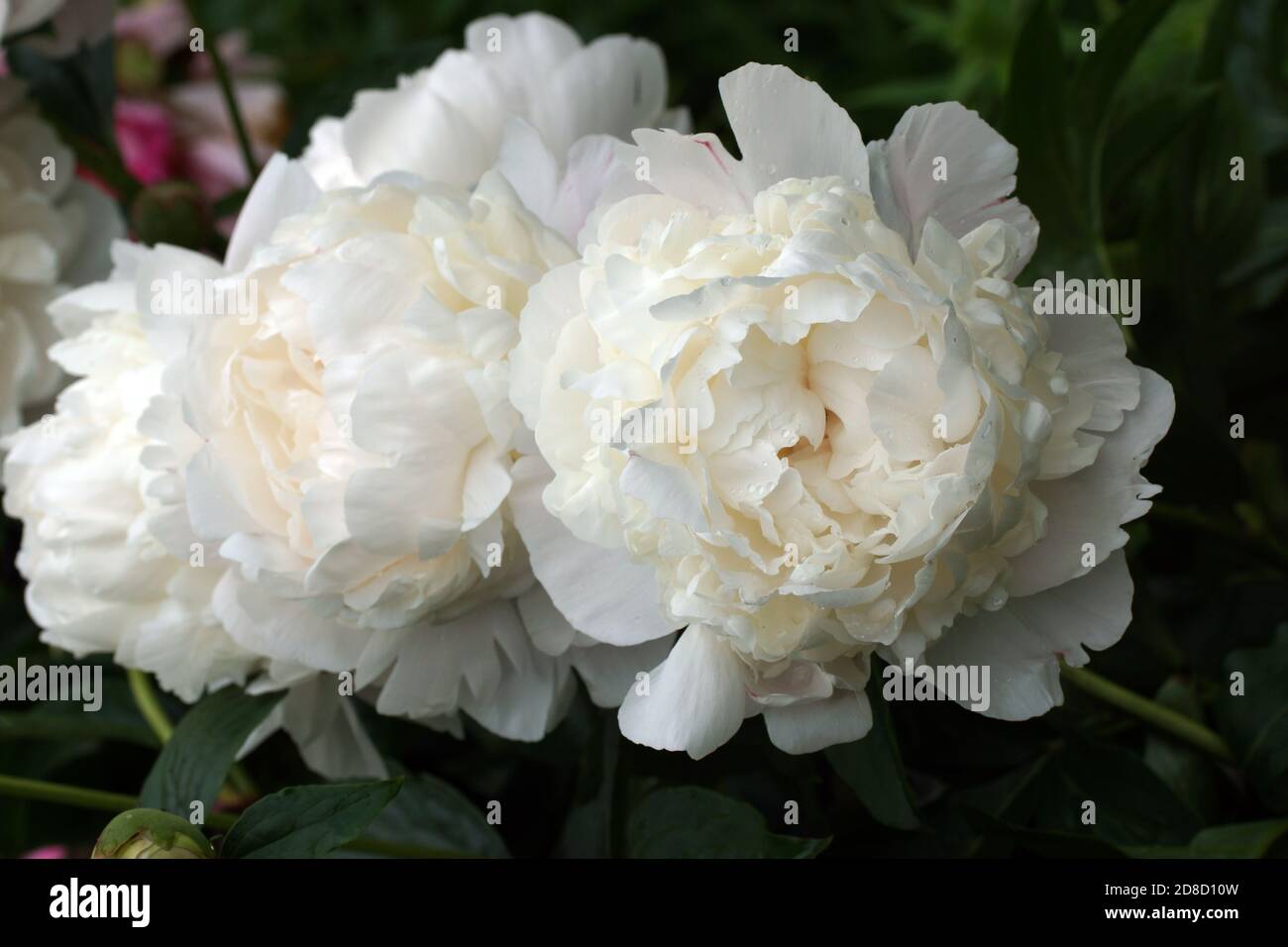 Peonia Corinne Wersan. Doppia bianca peonia fiore. Paeonia lactiflora (Cinese peonia o giardino comune peonia). Foto Stock