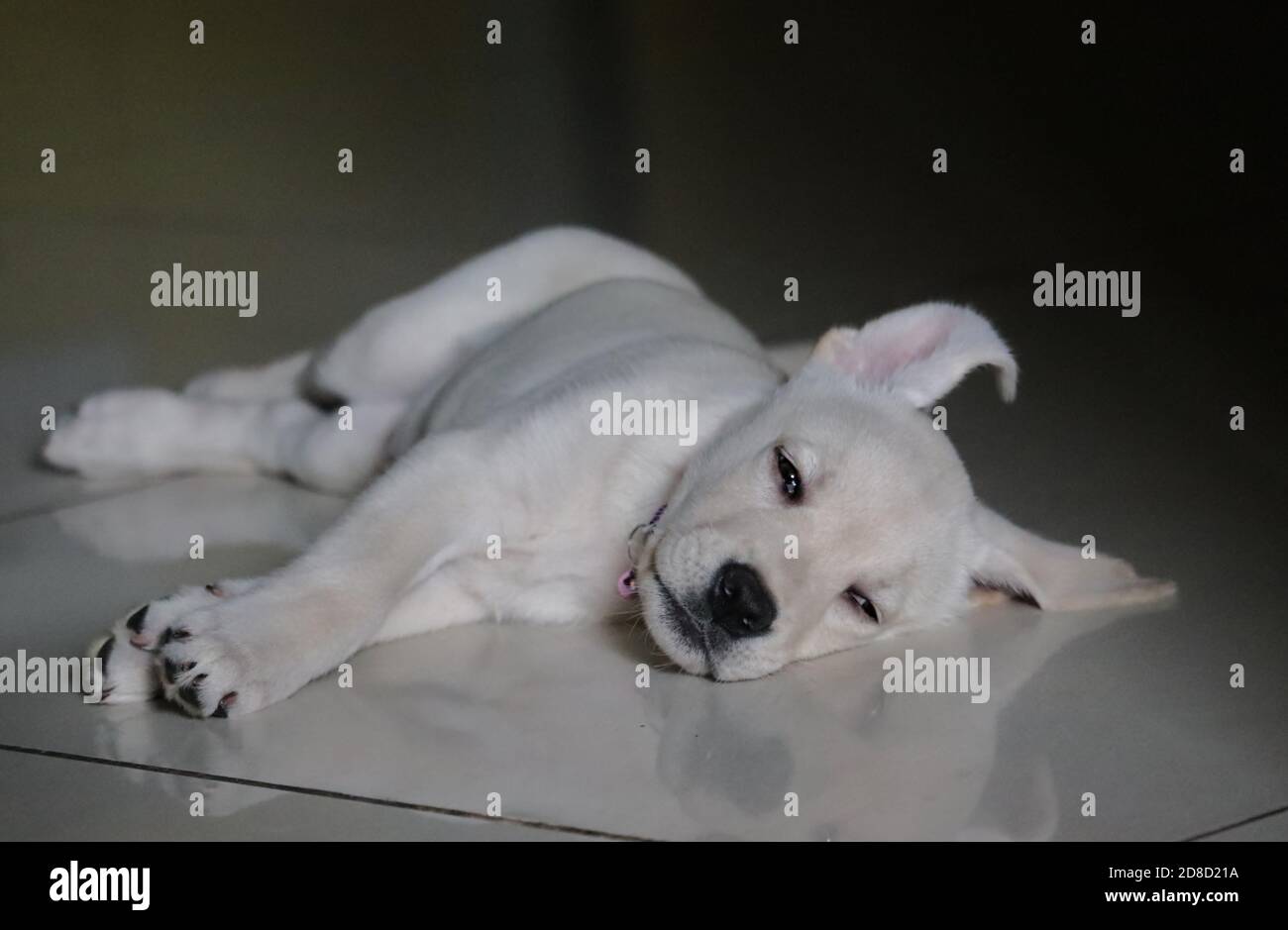 Carino, bianco Labrador cucciolo sdraiato sul pavimento / India Foto Stock