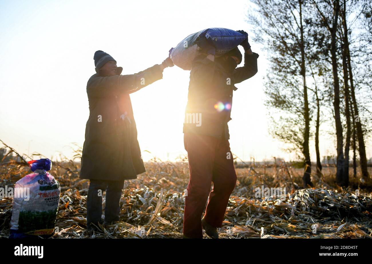 Changchun, la provincia cinese di Jilin. 29 Ott 2020. Gli agricoltori raccolgono colture di mais nel villaggio Sunjiatun della contea di Nongan, Changchun, nella provincia di Jilin, nella Cina nordorientale, il 29 ottobre 2020. La provincia di Jilin è entrata nella fase finale della vendemmia autunnale mentre i produttori agricoli hanno finito di raccogliere il 96.3% delle colture della stagione. Credit: Yan Linyun/Xinhua/Alamy Live News Foto Stock