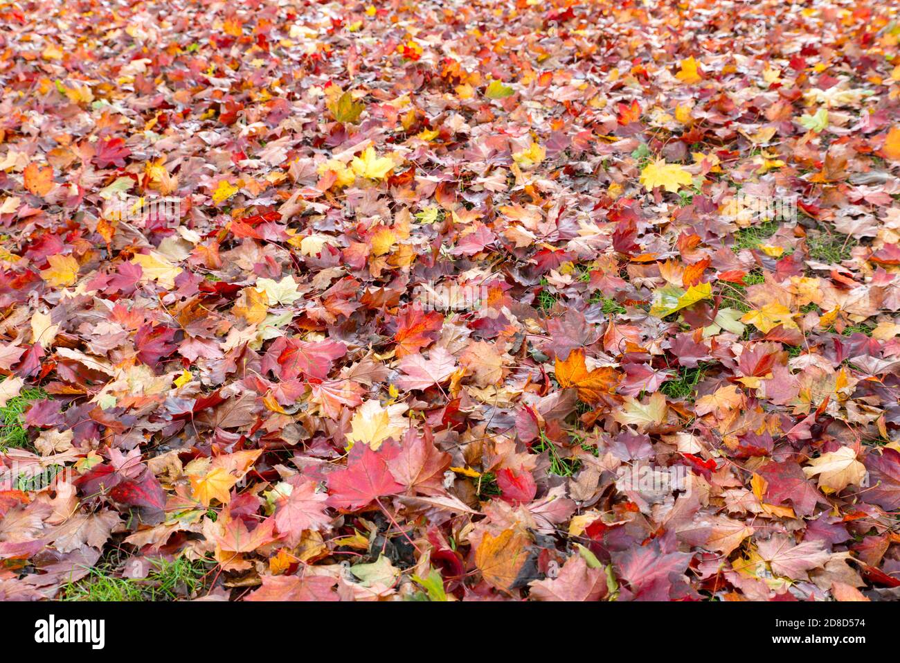 primo piano di tappeti di foglie rosse, arancioni e gialle autunnali caduti a terra fuori in autunno, con alberi sullo sfondo Foto Stock