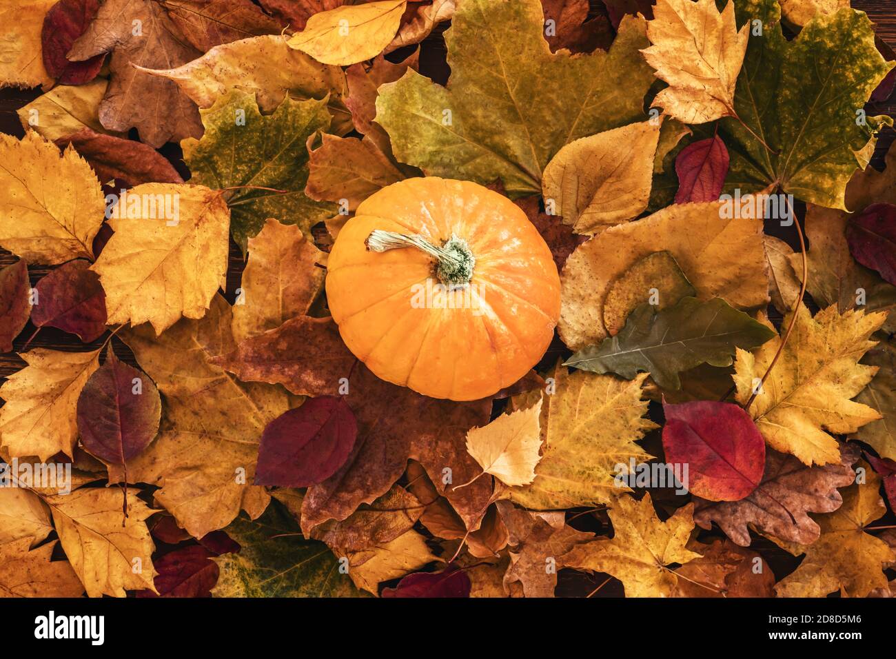 autunno foglie multicolore e zucca. piatto posare Foto Stock