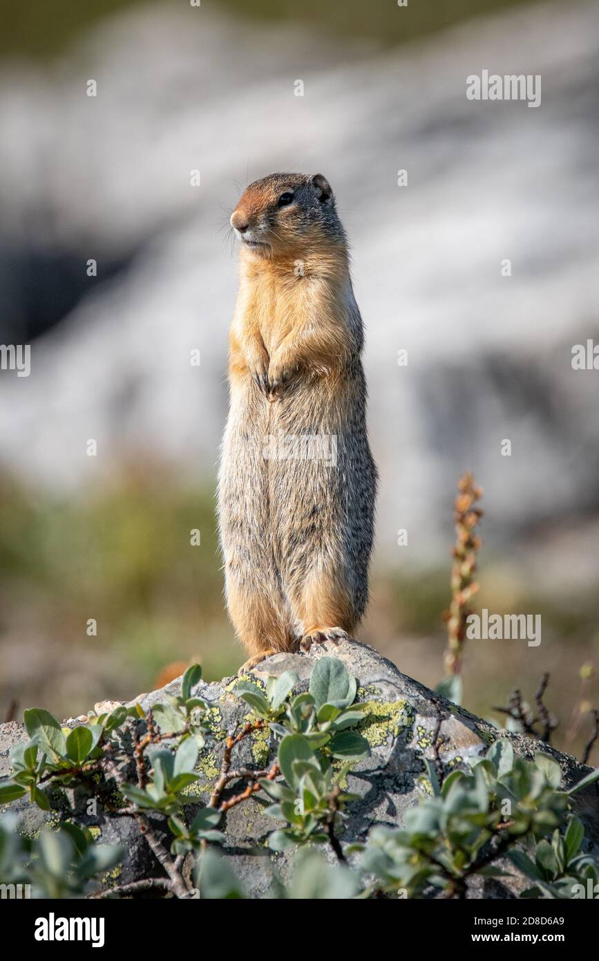 Tali creature carine che sembrano gridare a voi a volte Foto Stock