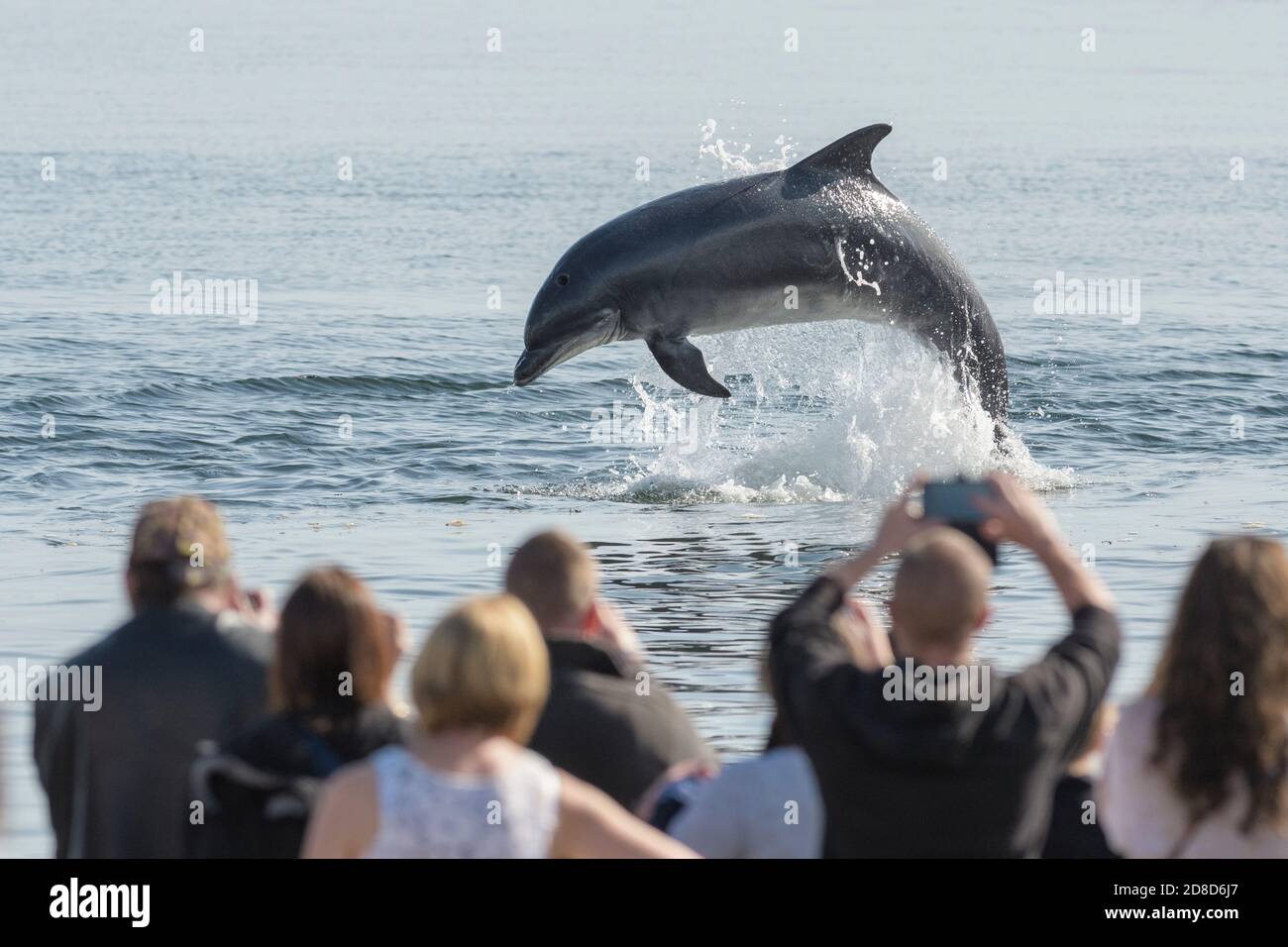 Persone che guardano il delfino a ottlenosio (truncatus Tursiops) dalla spiaggia, Chanonry Point, Moray Firth, Highlands, Scozia. Agosto 2017. Foto Stock