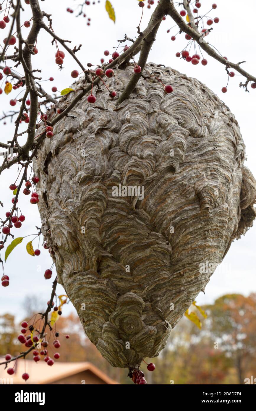 Large Paper Wasp Nest, Fall, e USA, di James D Coppinger/Dembinsky Photo Assoc Foto Stock