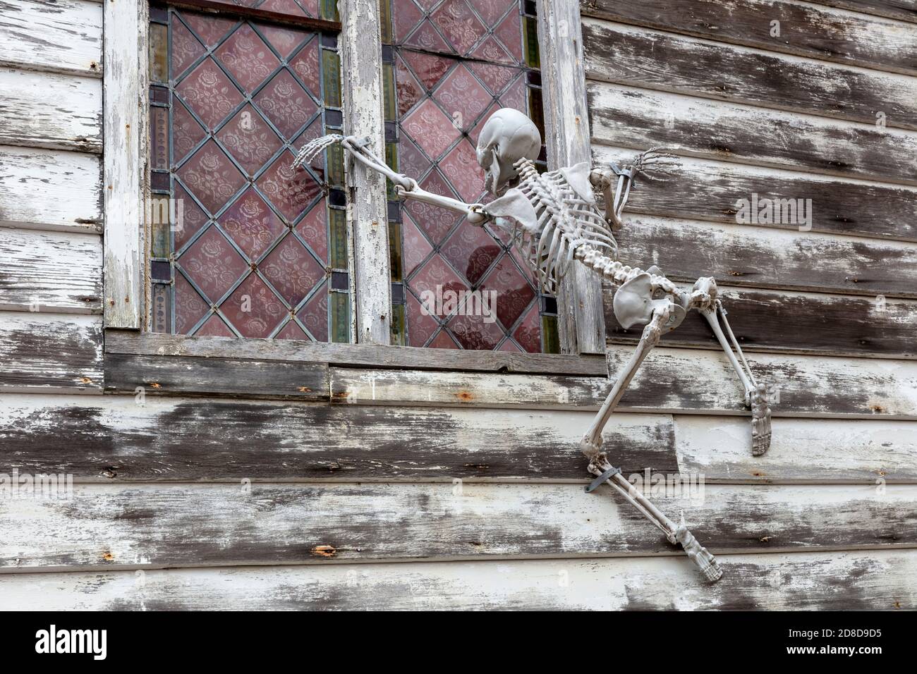 Skeletons, Haunted House, Halloween, USA, di James D Coppinger/Dembinsky Photo Assoc Foto Stock