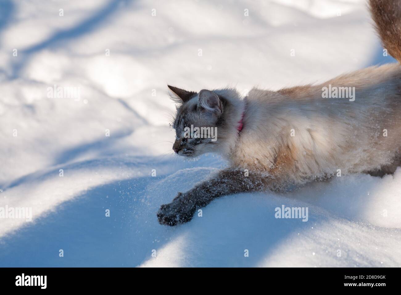 gatto nella neve. Il gatto si è congelato in inverno all'aperto, coperto di  freddo la strada. Il gatto si gioca con la neve nel cortile per natale Foto  stock - Alamy