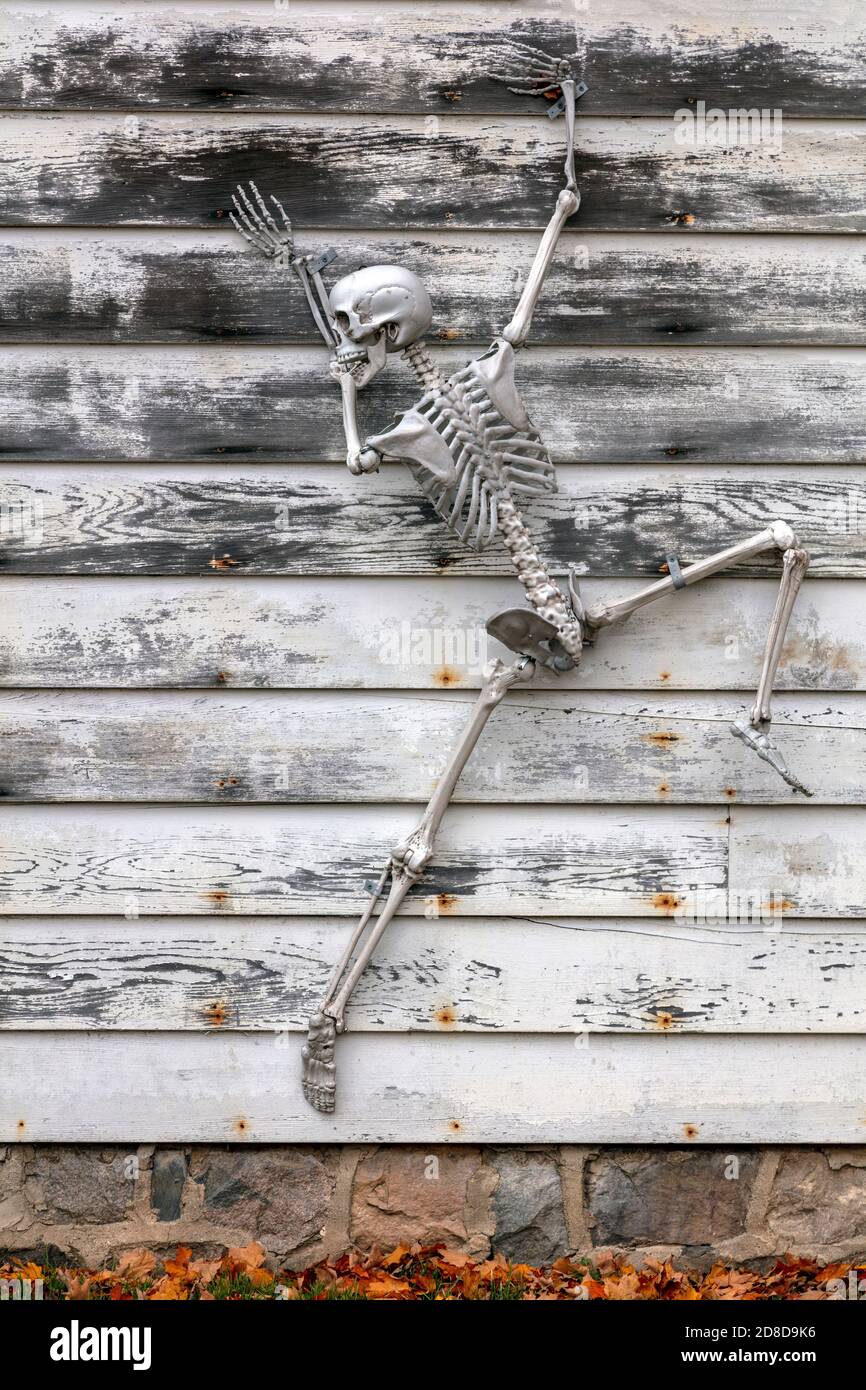 Skeletons, Haunted House, Halloween, USA, di James D Coppinger/Dembinsky Photo Assoc Foto Stock