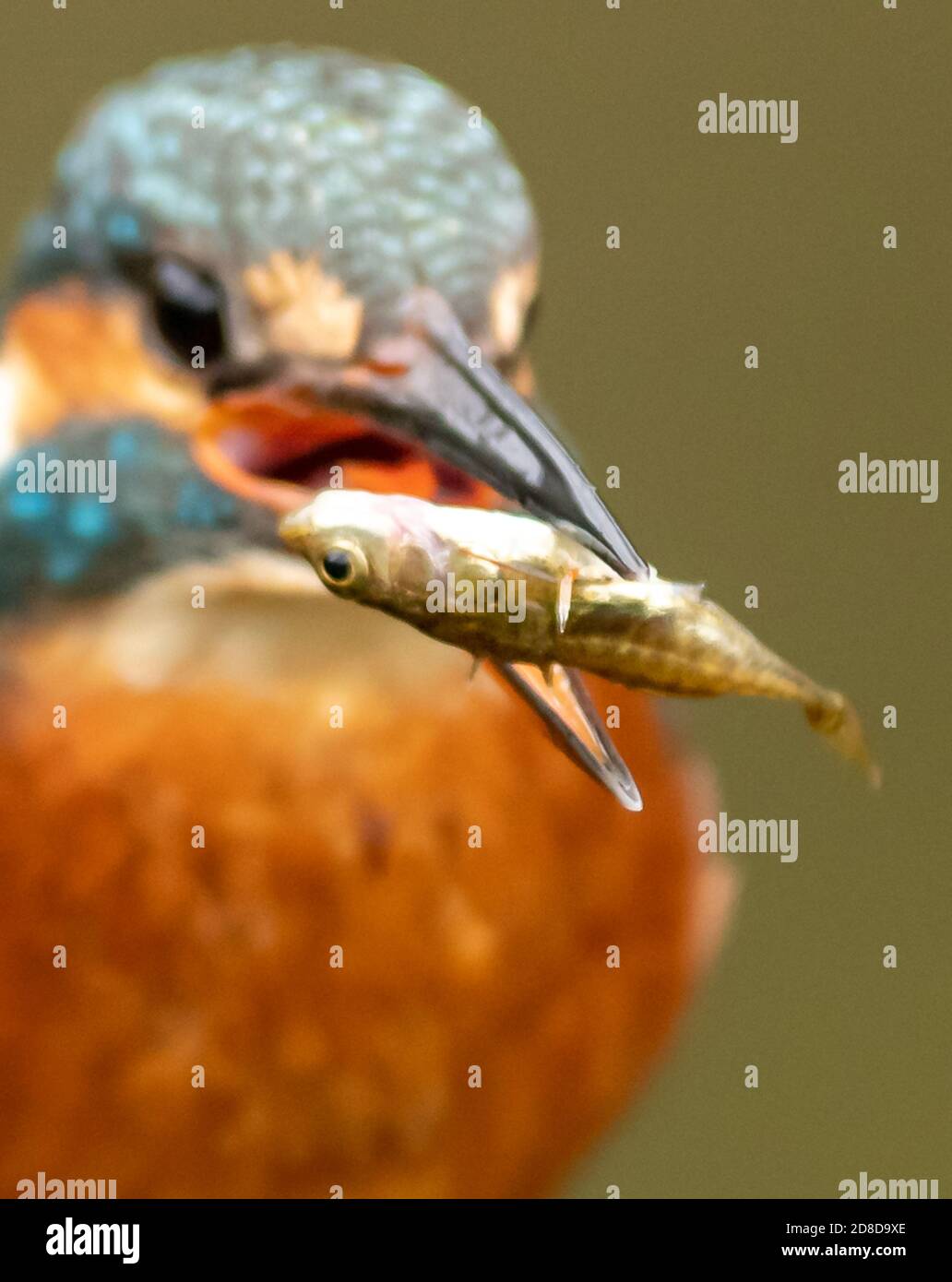 Kingfisher Foto Stock