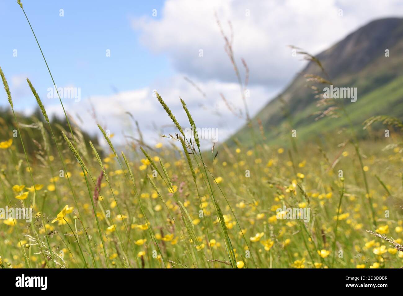 Buttercups in un prato estivo nella bella Glen Nevis in Scozia Foto Stock