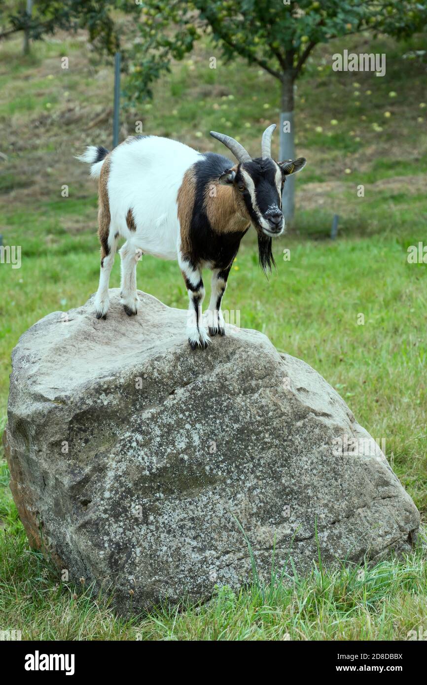 Capra in piedi su pietra soletta, sparata in luce estiva vicino Ibach, Foresta Nera, Baden Wuttenberg, Germania Foto Stock