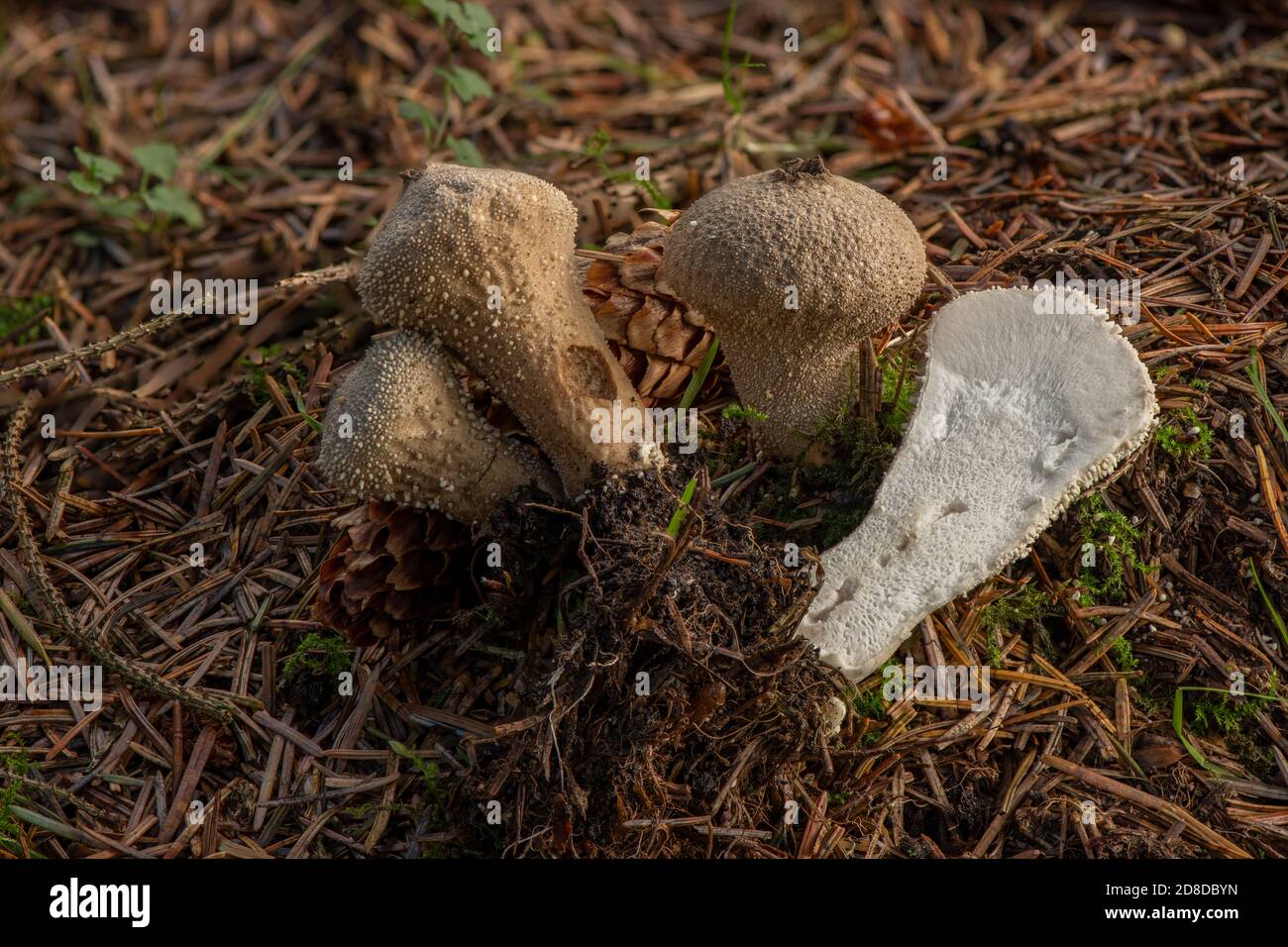 Puffball comune (Lycoperdon perlartum), che cresce sulle radici di pini, dumfries, SW Scozia Foto Stock