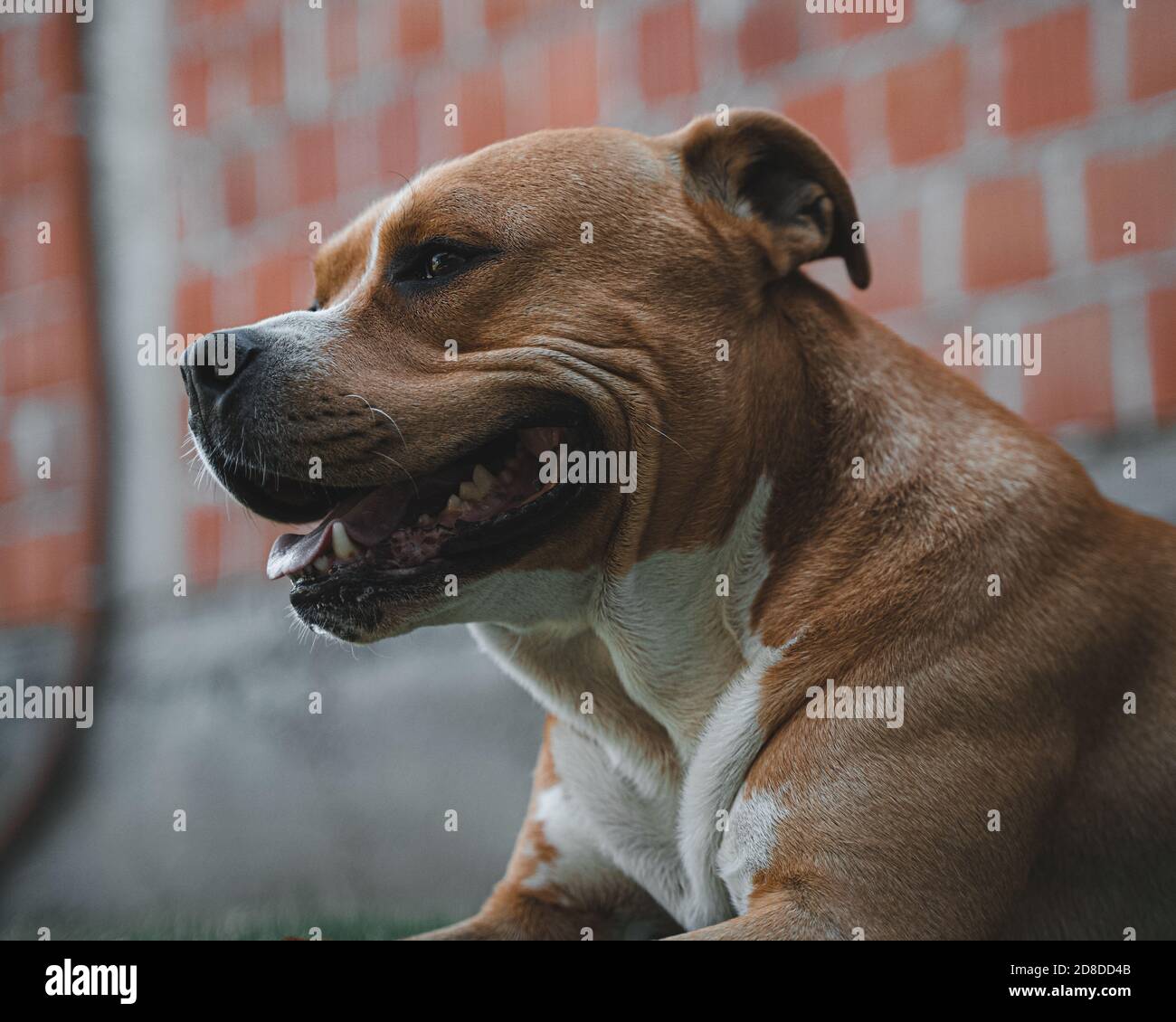 American stafford cane sorridente ritratto Foto Stock