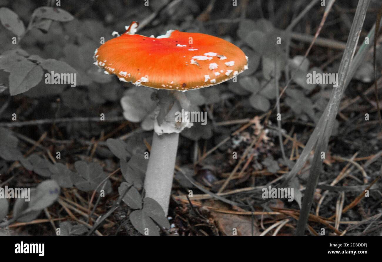 Fungo rosso . Toadstool nella foresta. Amanita Muscaria Foto Stock