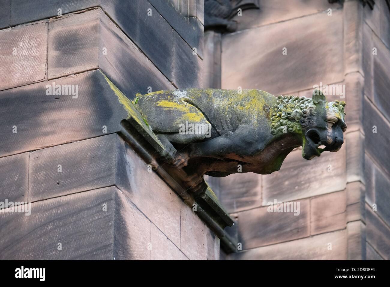 Un gargoyle all'esterno della Cattedrale di Chester, Cheshire, UK. Foto Stock