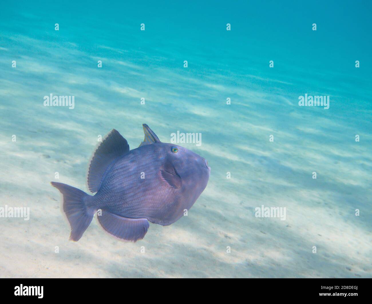 Pesci triggerfish blu che nuotano sopra il fondo di sabbia dell'oceano, fondo di paradiso tropicale subacqueo, fuoco selettivo sull'occhio, profondità di campo poco profonda Foto Stock