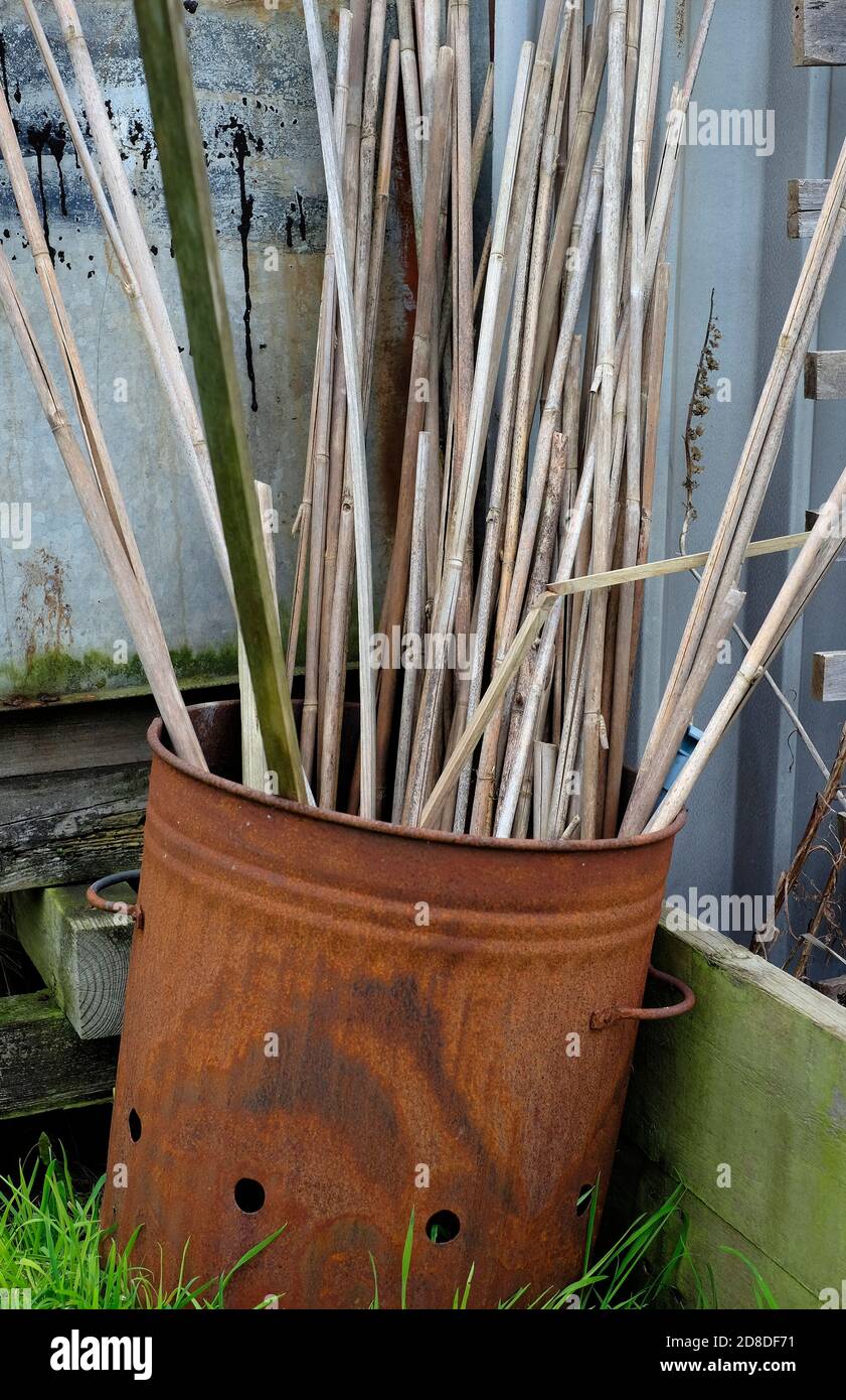 le canne da giardino intemperie in bidone di metallo arrugginito, norfolk, inghilterra Foto Stock