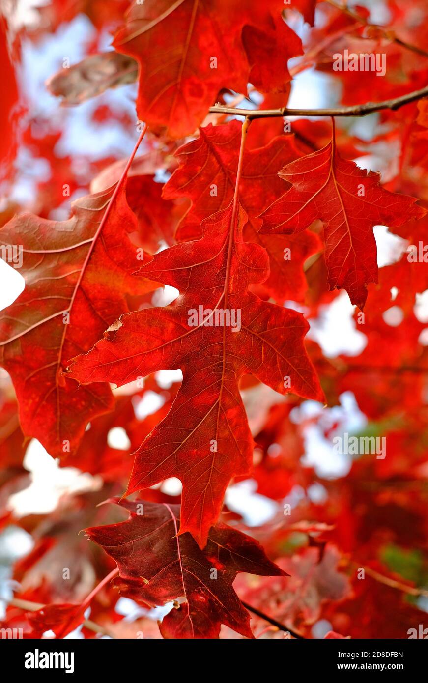 foglie rosse d'autunno su un albero da giardino inglese, norfolk, inghilterra Foto Stock