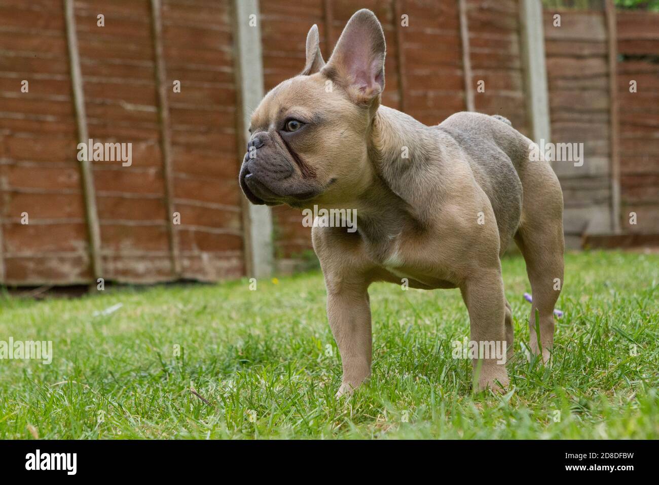 Bulldog francese Foto Stock