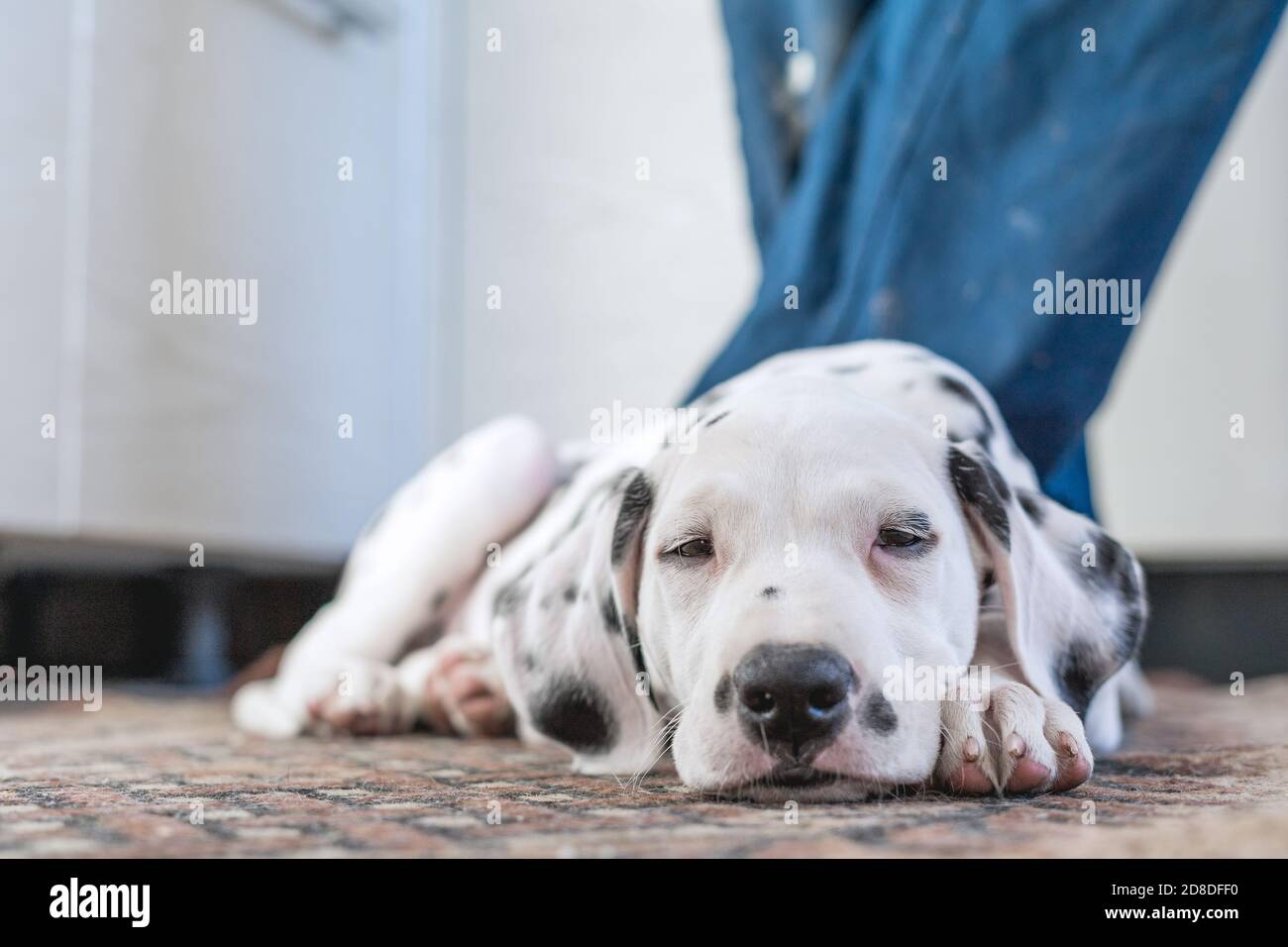 Cane che dorme . PET a home.cute ritratto di cucciolo dalmata dormendo ai piedi del proprietario. Piccolo cucciolo dalmata. Profondità di campo poco profonda. Mettere a fuoco gli occhi. Foto Stock