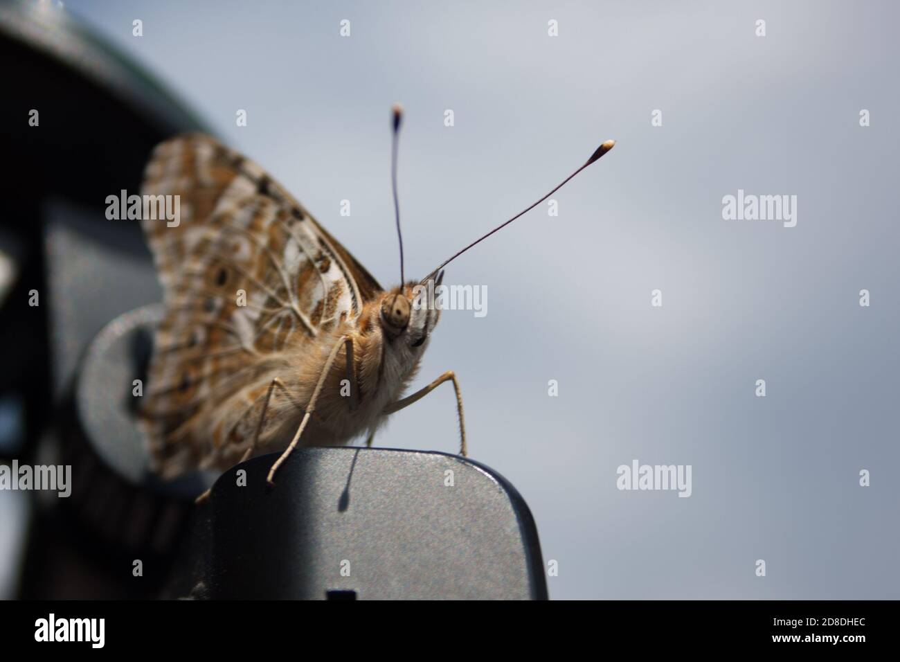 farfalla skipper marrone beige con baffi lunghi e corpo morbido. macro fotografia. Primo piano di Hesperiidea, entomologia, lepidopterologia Foto Stock