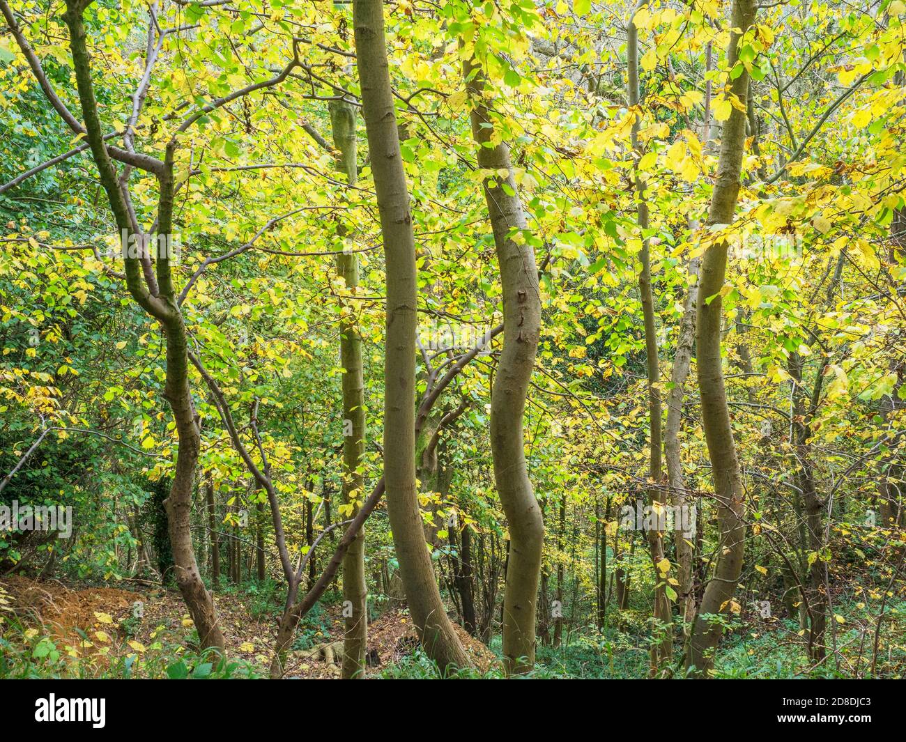 Alberi d'autunno a Nidd Gorge Woods vicino a Knaresborough North Yorkshire Inghilterra Foto Stock