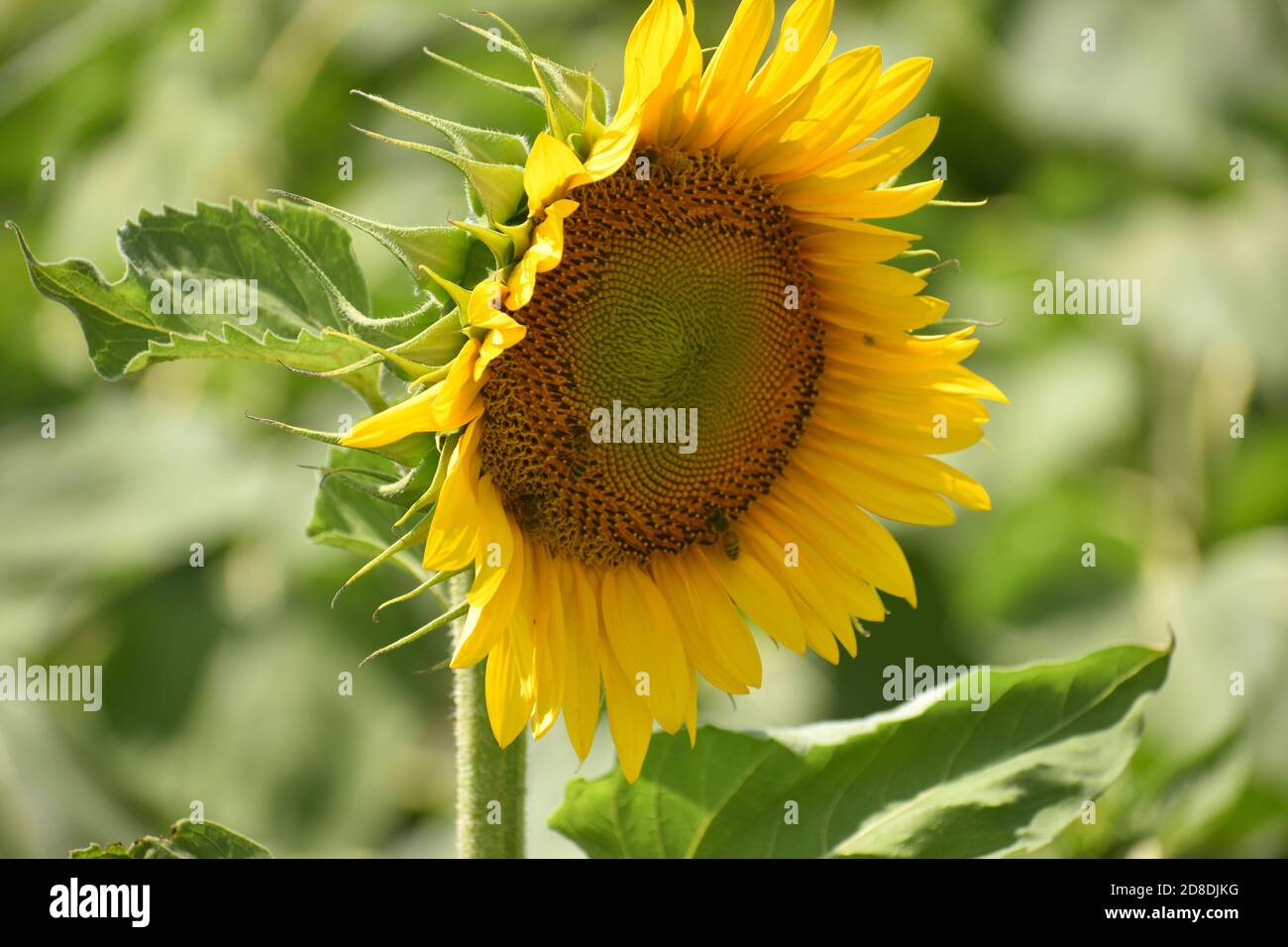 Un girasole in profilo Foto Stock