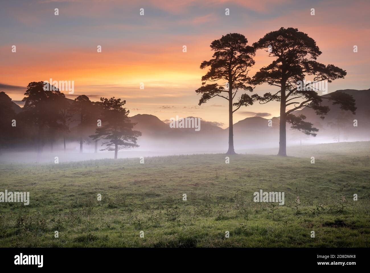Due alberi di pino in una tranquilla nebbiosa mattina estiva all'alba. Preso nel Lake District, Regno Unito. Foto Stock