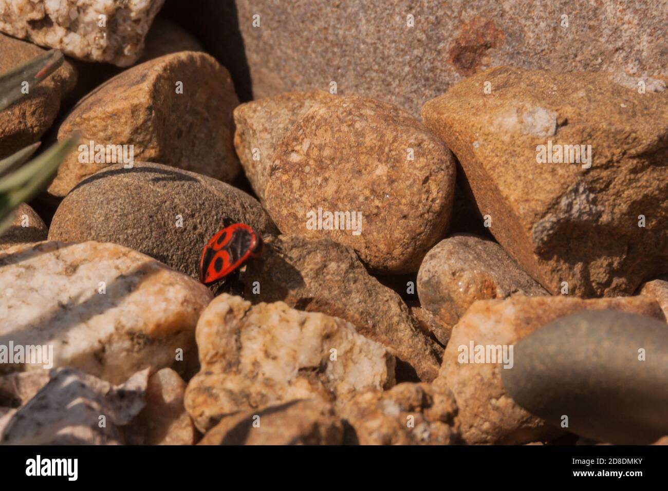 Pyrhocoris aterus. Un bug rosso-nero (scarabeo) si siede su pietre illuminate dal sole. Habitat di insetti, entomologia, ricerca di insetti. Biologia e zoologia in natura. Foto Stock