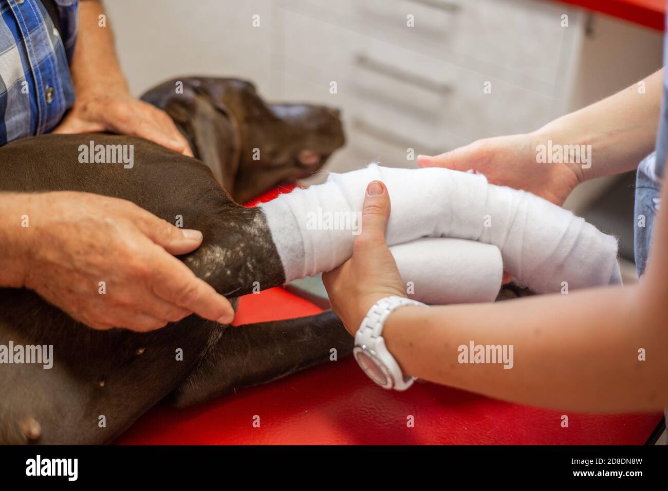 Cura del piede del cane alla clinica del veterinario, concetto veterinario Foto Stock
