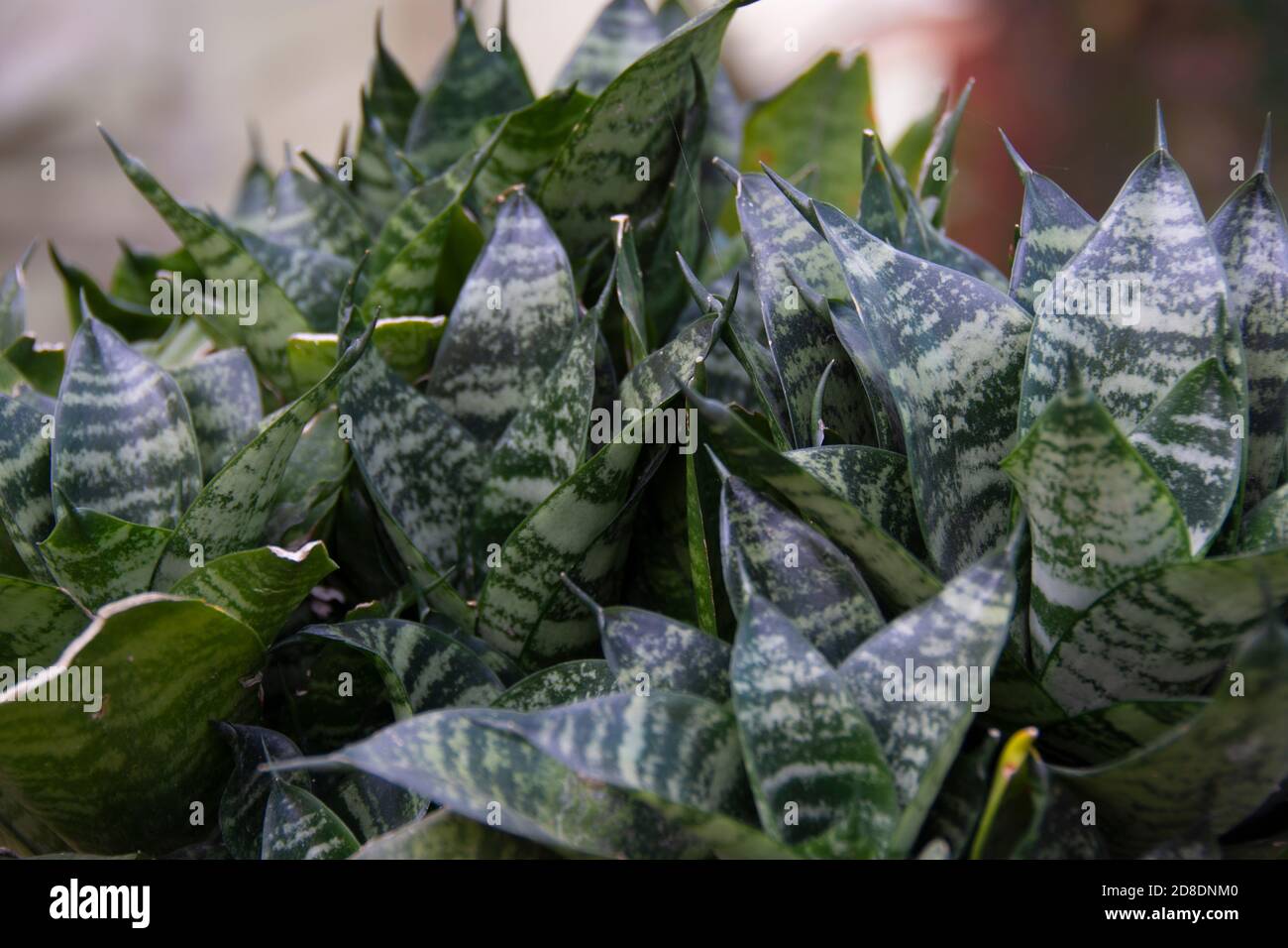Dracaena trifasciata è una specie di pianta fiorente della famiglia degli Asparagaceae, originaria dell'Africa occidentale tropicale dalla Nigeria ad est del Congo Foto Stock